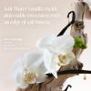 imageSaltair Body Oil and MultiLipid Body Butter Set  Deep Moisture Hydrating AfterShower Skincare Duo  Salt Water Vanilla Scent